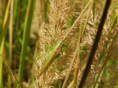 Conocephalus fuscus