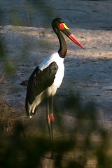 Ephippiorhynchus senegalensis