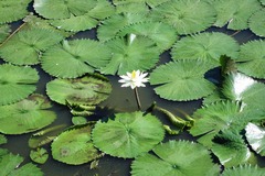 Nymphaea lotus