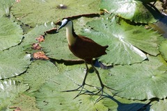 Actophilornis africanus