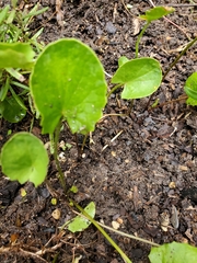 Centella erecta