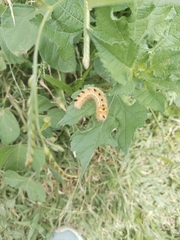 Pygarctia roseicapitis