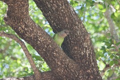 Poicephalus cryptoxanthus