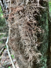 Usnea rubicunda