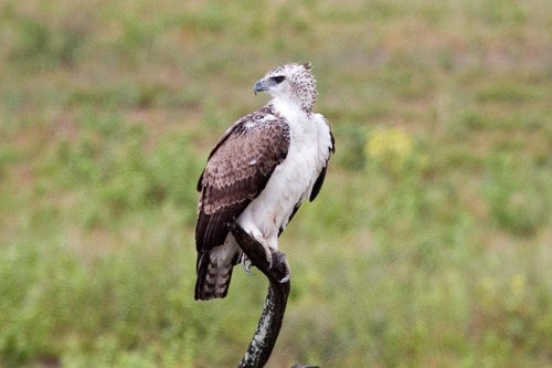 Martial Eagle