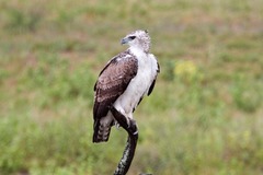 Polemaetus bellicosus