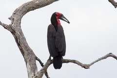 Bucorvus leadbeateri