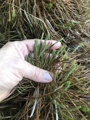 Polytrichum strictum