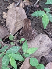 Rhinella alata