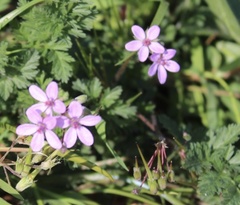 Erodium