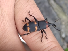 Cactophagus spinolae