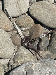 Coluber constrictor mormon