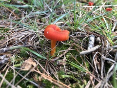 Hygrocybe miniata