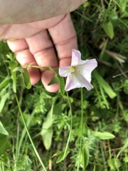 Convolvulus