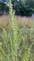 Artemisia campestris