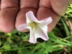 Convolvulus