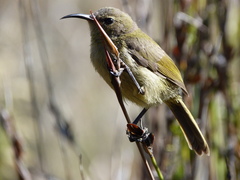 Anthobaphes violacea