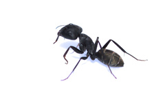 Camponotus cosmicus