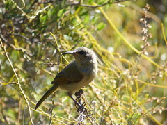 Anthobaphes violacea