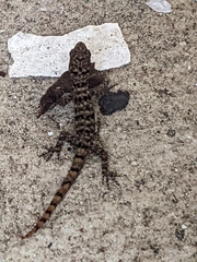 Gonatodes albogularis