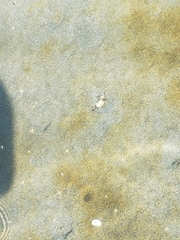 Hemigrapsus oregonensis