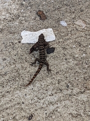 Gonatodes albogularis