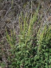 Ambrosia psilostachya