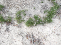 Schoenus breviculmis