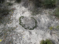 Schoenus breviculmis