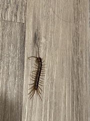 Lithobius forficatus