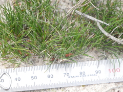 Schoenus breviculmis