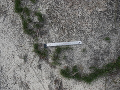 Schoenus breviculmis