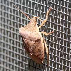 Euschistus servus euschistoides