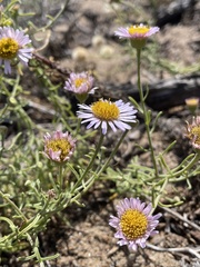 Erigeron blochmaniae