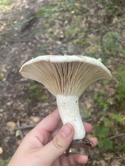 Lactifluus deceptivus