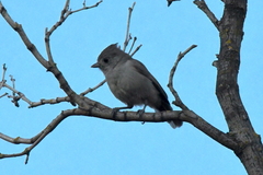 Baeolophus inornatus