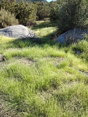 Bouteloua aristidoides