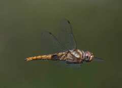 Pantala hymenaea