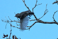 Baeolophus inornatus