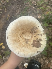 Lactifluus deceptivus