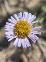 Erigeron blochmaniae