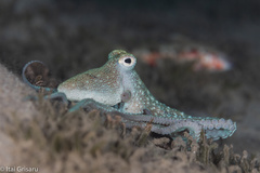 Callistoctopus