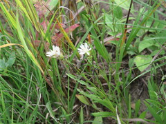 Solidago ptarmicoides