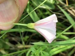 Convolvulus