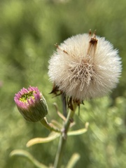 Erigeron blochmaniae