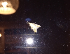 Glaucocharis leucoxantha