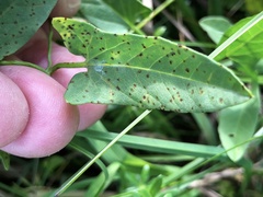 Convolvulus