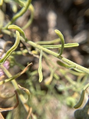 Erigeron blochmaniae