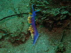 Flabellinopsis iodinea