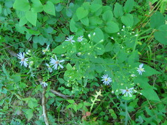 Symphyotrichum drummondii